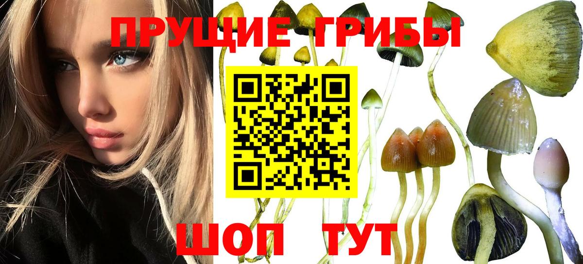 Гулькевичи  Галлюциногенные грибы Psilocybe  Вход с VPN 